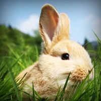 /album/www-mundoanimal-es/photolia-a03-jpg/