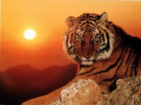 /album/www-mundoanimal-es/tigre22-jpg/