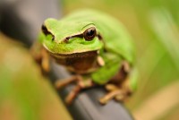 /album/www-mundoanimal-es/rana-ayudar-animales-jpg/