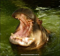 /album/www-mundoanimal-es/dientes-de-animales-05-jpg/