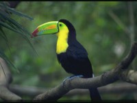 /album/www-mundoanimal-es/animales-182-jpg/