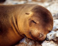 /album/www-mundoanimal-es/a6-fotos-animales-g-jpg/