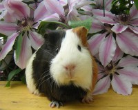 /album/www-mundoanimal-es/animales-hamsters-fondos-escritorio-1280-jpg/