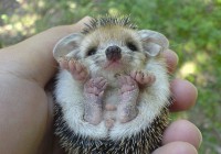 /album/www-mundoanimal-es/animales-chicos-2-jpg/